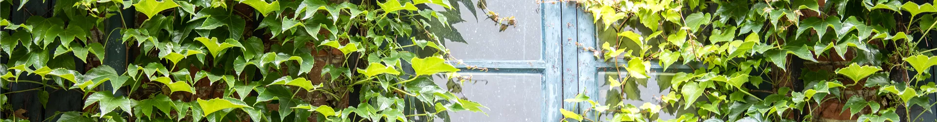 Parthenocissus tricuspidata Parthenocissus tricuspidata