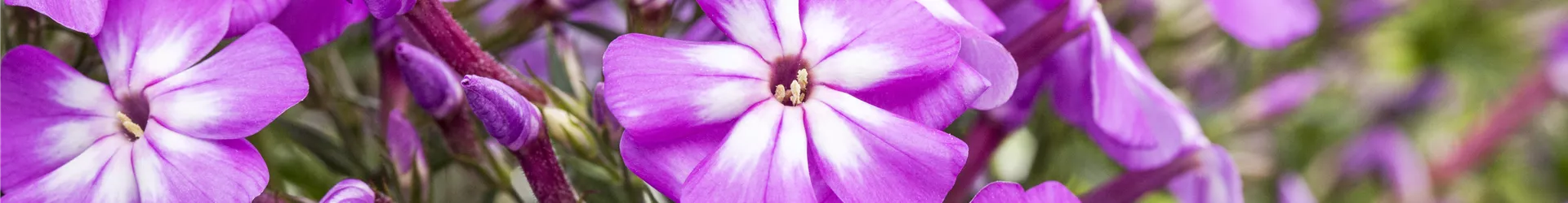 Phlox paniculata 'Flame Impruved Violet Charme' Phlox paniculata 'Flame Impruved Violet Charme'