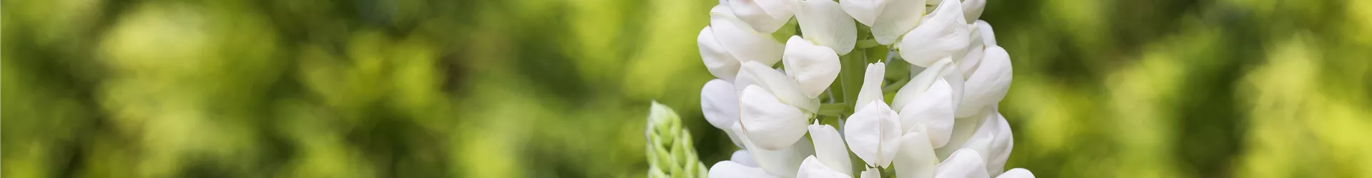 Lupinus polyphyllus, weiß