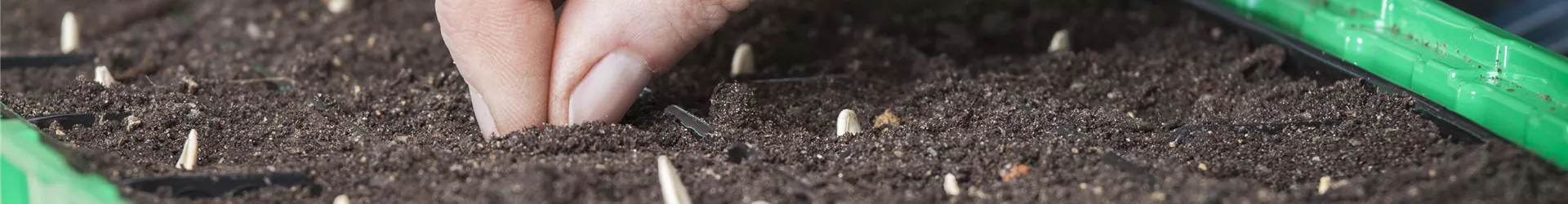 Anzuchtschale, Zucchinisamen setzen Anzuchtschale, Zucchinisamen setzen