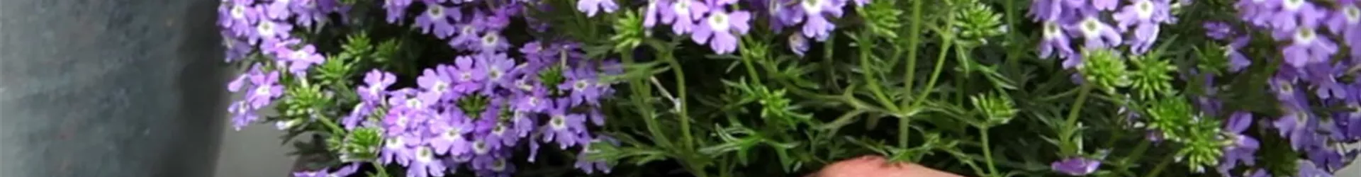 Eisenkraut - Einpflanzen in ein Gefäß (4) Eisenkraut - Einpflanzen in ein Gefäß (4)