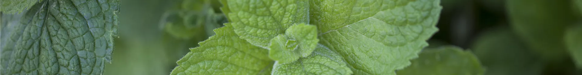 Mentha suaveolens 'Apple Mint'