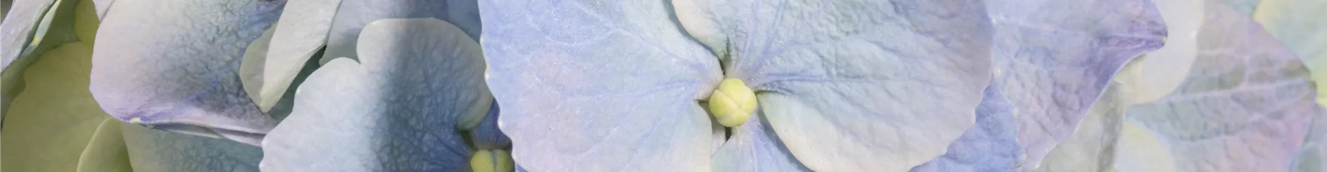 Hydrangea macrophylla, blau