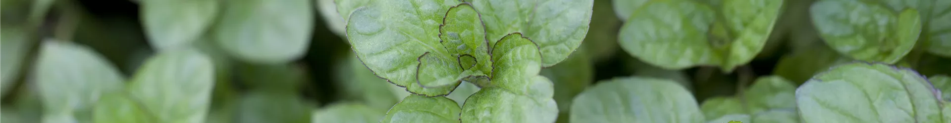 Mentha x piperita 'Orange'