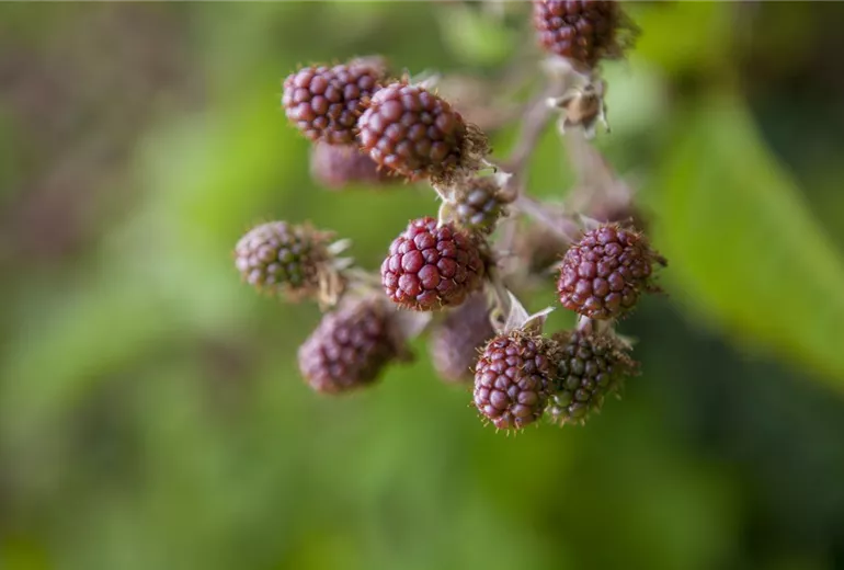 Rubus fruticosus Rubus fruticosus