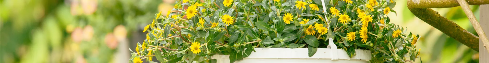 Sanvitalia procumbens