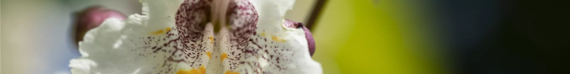 Catalpa bignonioides Catalpa bignonioides