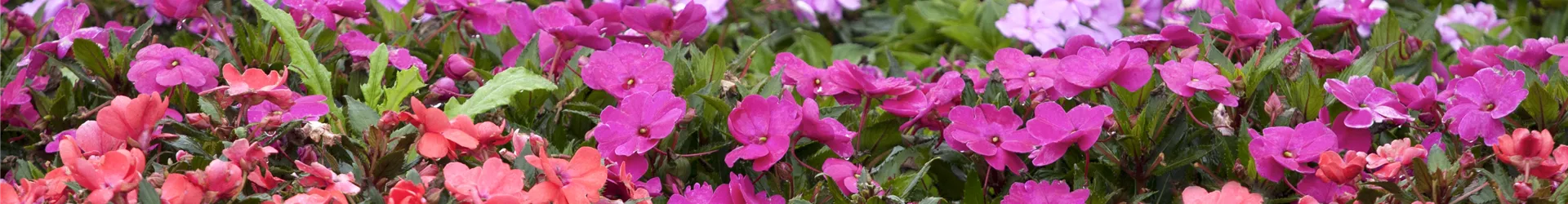 Impatiens