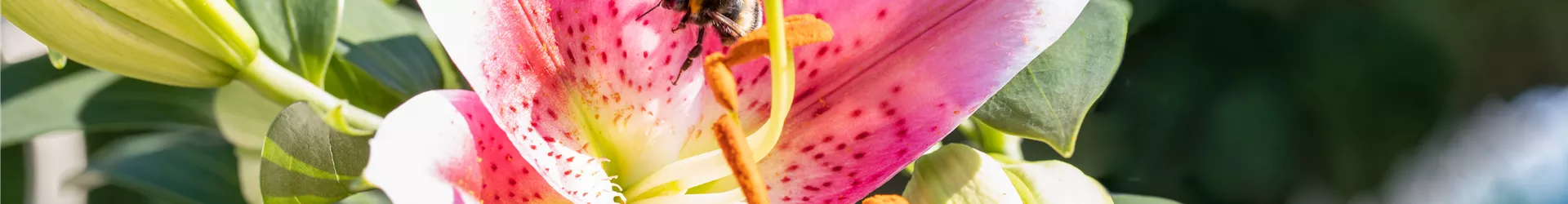 Lilium Oriental, rosa-weiß Lilium Oriental, rosa-weiß
