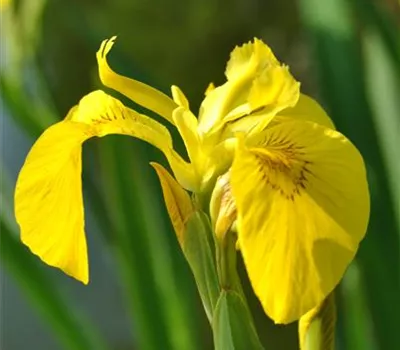 Iris pseudacorus Iris pseudacorus