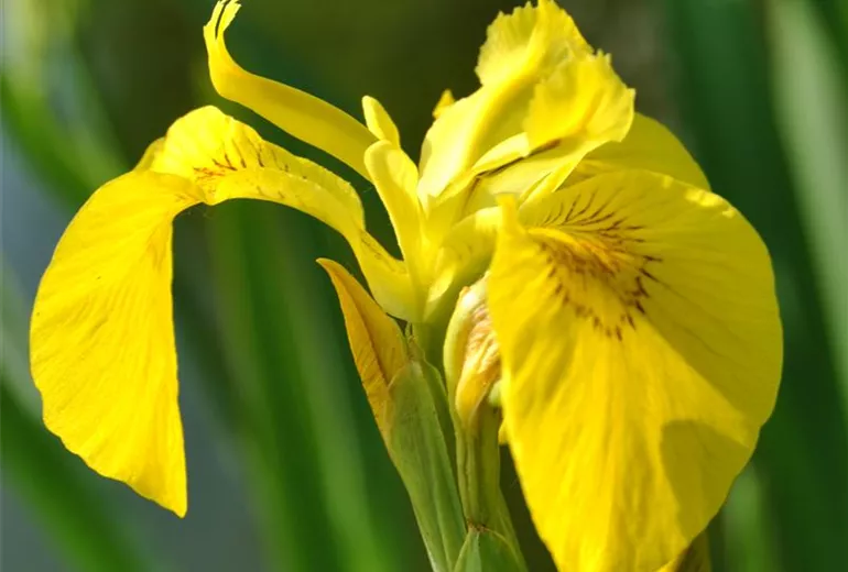 Iris pseudacorus Iris pseudacorus