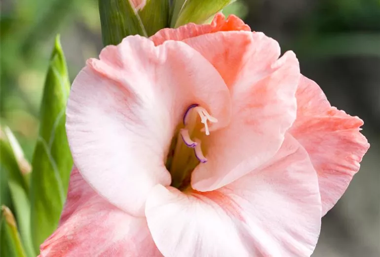 Gladiolus, rot-weiß Gladiolus, rot-weiß