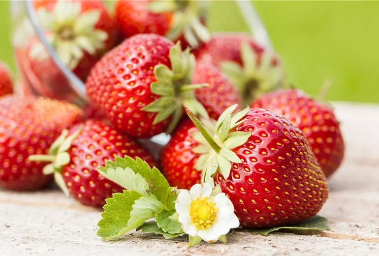 Fragaria x ananassa