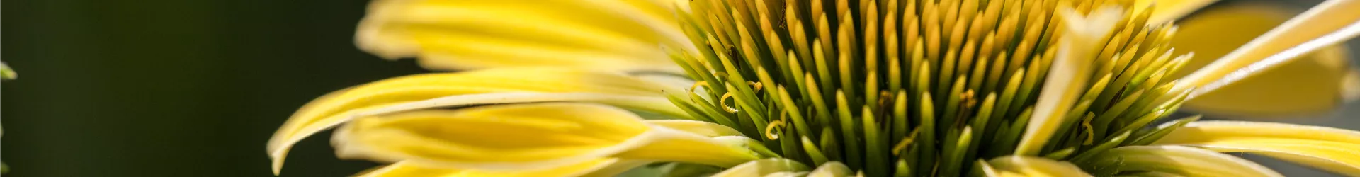 Echinacea purpurea, gelb