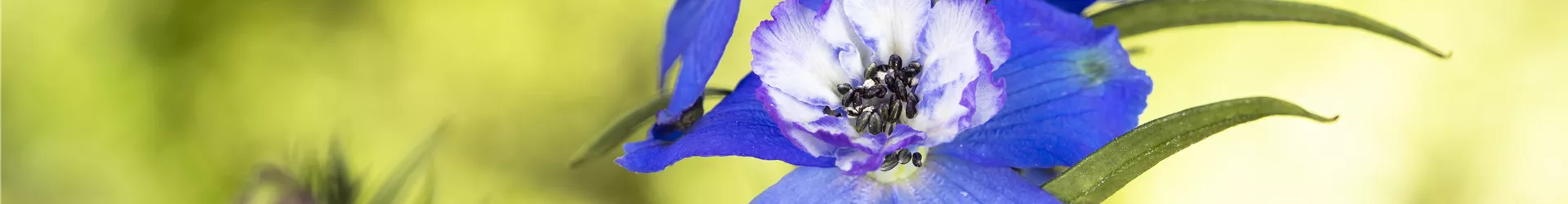 Delphinium, blau