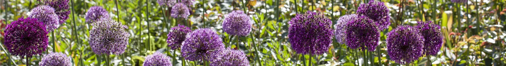Allium aflatunense Allium aflatunense