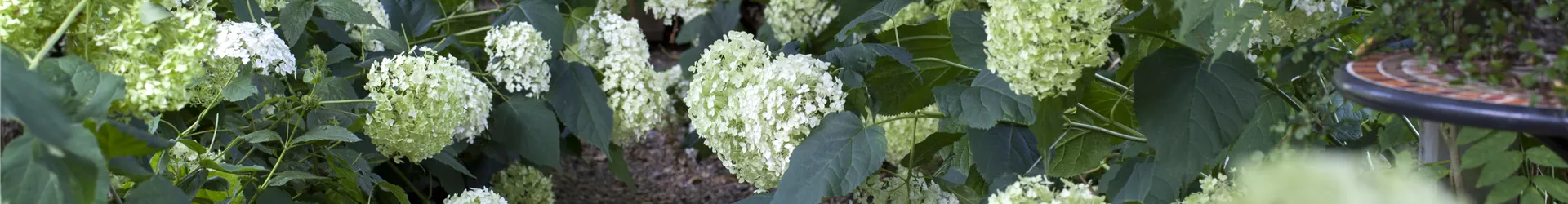 Hydrangea arborescens 'Annabelle' Hydrangea arborescens 'Annabelle'