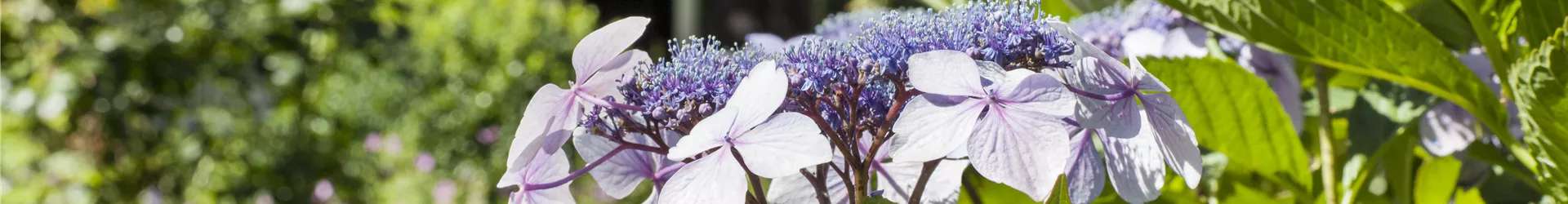 Hydrangea serrata Hydrangea serrata