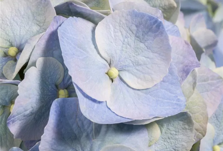 Hydrangea macrophylla, blau Hydrangea macrophylla, blau