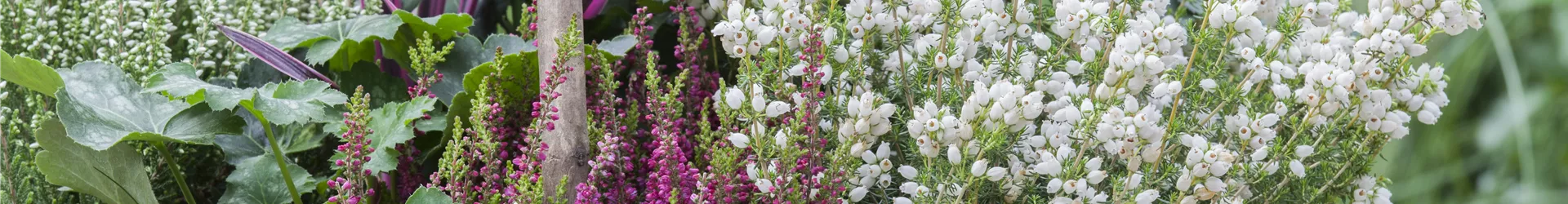 Erica gracilis