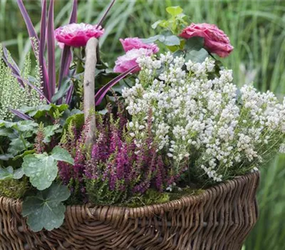 Blüten-Farben richtig kombinieren – eine Frage der Farbe