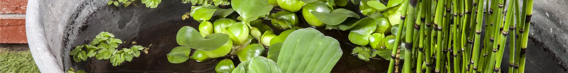 Pistia stratiotes Pistia stratiotes