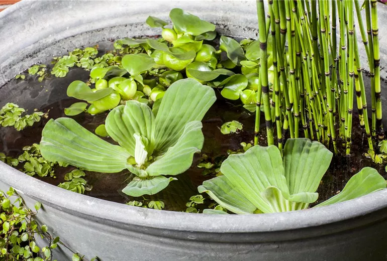 Pistia stratiotes Pistia stratiotes