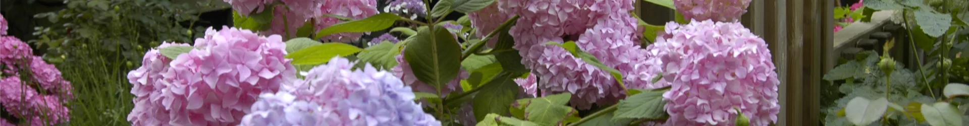 Hydrangea macrophylla, rosa Hydrangea macrophylla, rosa