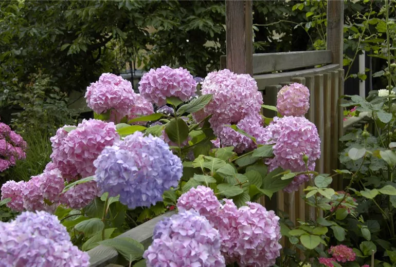 Hydrangea macrophylla, rosa Hydrangea macrophylla, rosa
