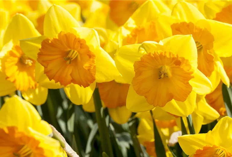 Narcissus in großkronigen Sorten