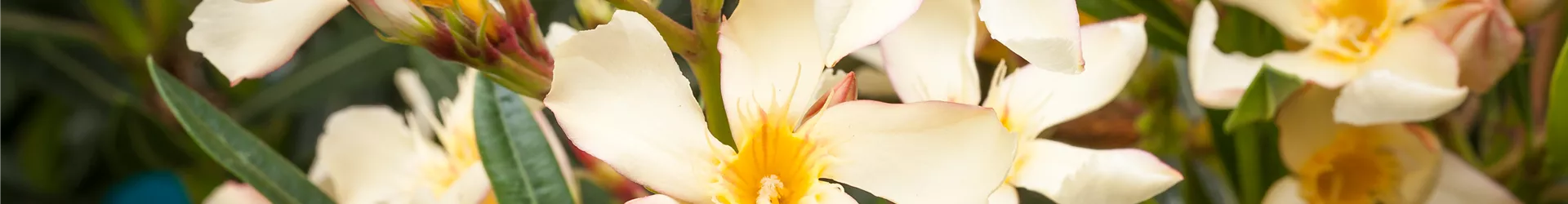 Nerium oleander Nerium oleander