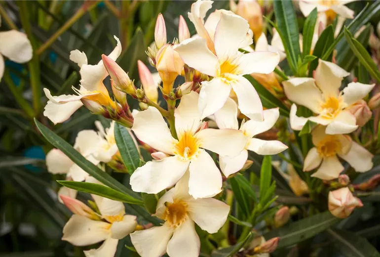 Nerium oleander Nerium oleander
