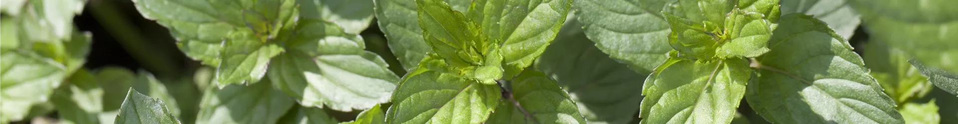 Mentha x piperita