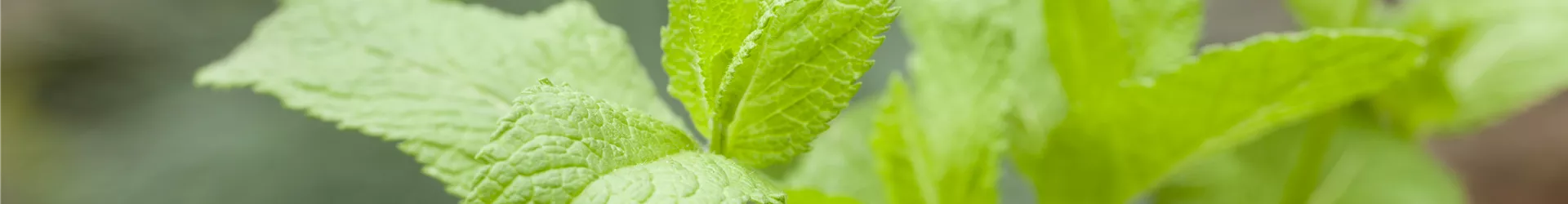 Mentha