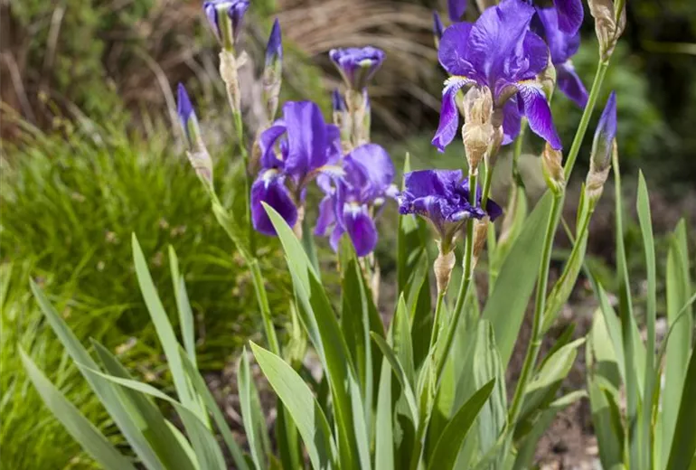Iris x germanica 'Alfred'