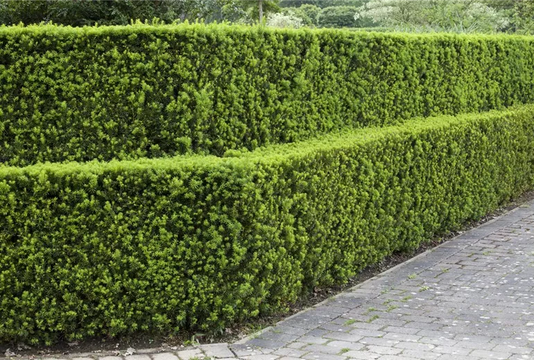 Taxus