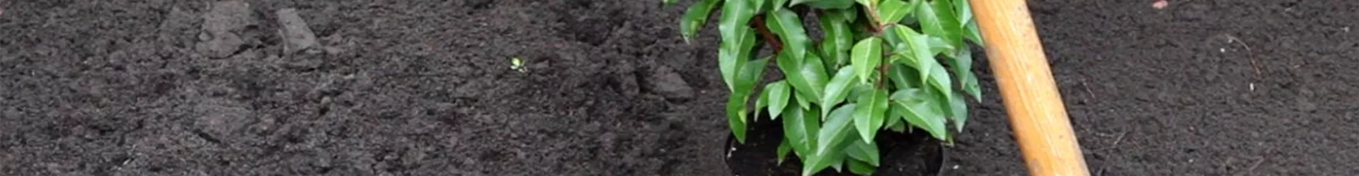 Portugiesischer Kirschlorbeer - Einpflanzen im Garten (2)