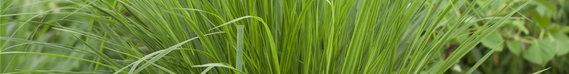 Panicum virgatum 'Northwind'