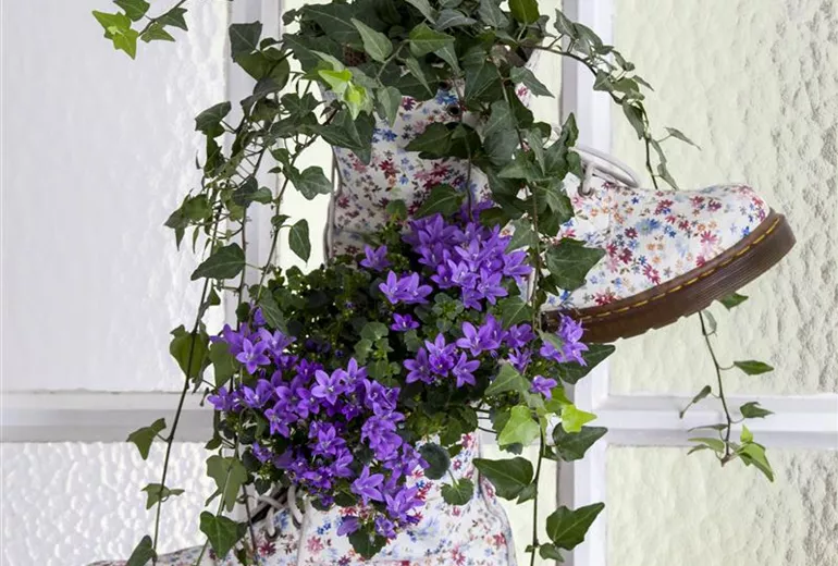 Campanula portenschlagiana 'Get Mee'®