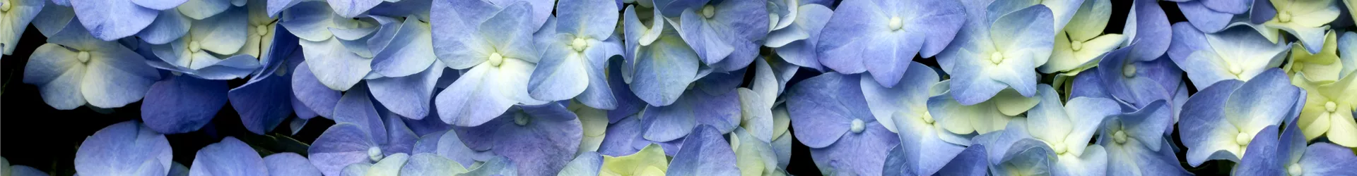 Hydrangea macrophylla Hydrangea macrophylla