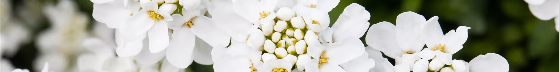 Iberis sempervirens 'Schneeflocke'