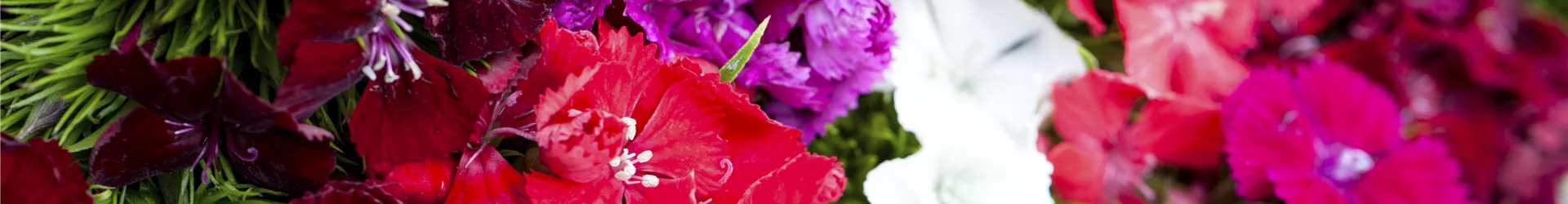 Dianthus barbatus