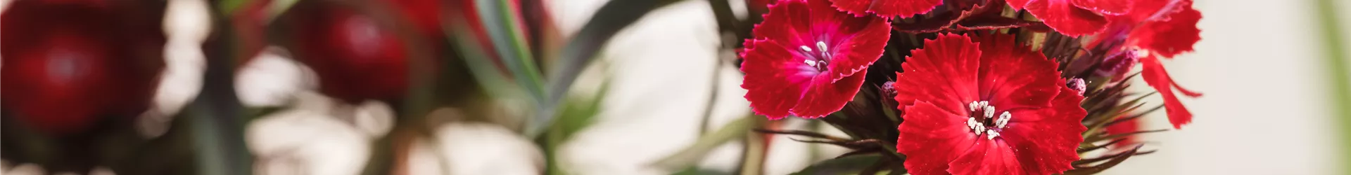 Dianthus barbatus, rot
