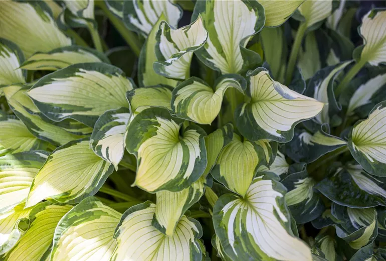 Hosta 'Something Different' Hosta 'Something Different'