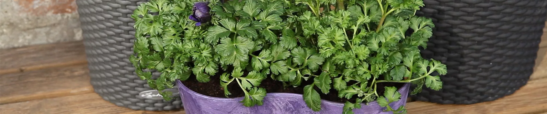 Anemonen - Einpflanzen in ein Gefäß (thumbnail)