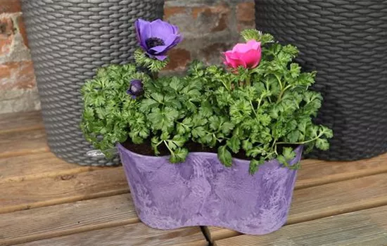 Anemonen - Einpflanzen in ein Gefäß Anemonen - Einpflanzen in ein Gefäß