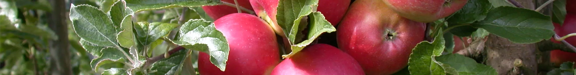 Malus domestica 'Pinova'(s) Malus domestica 'Pinova'(s)