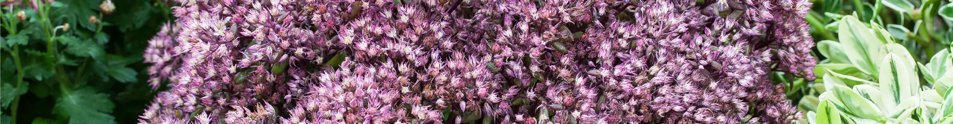 Sedum Sedum