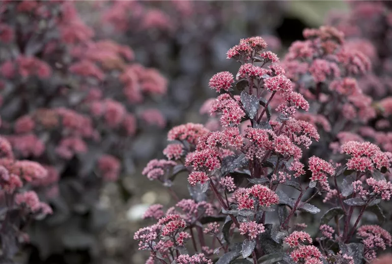 Sedum Sedum