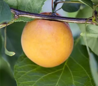 Prunus arm.'Hargrand' CAC Prunus arm.'Hargrand' CAC